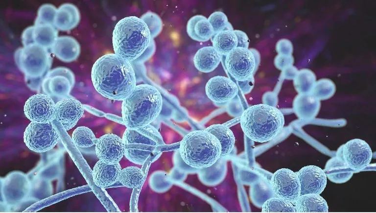 Компьютерное изображение грибка рода Candida.