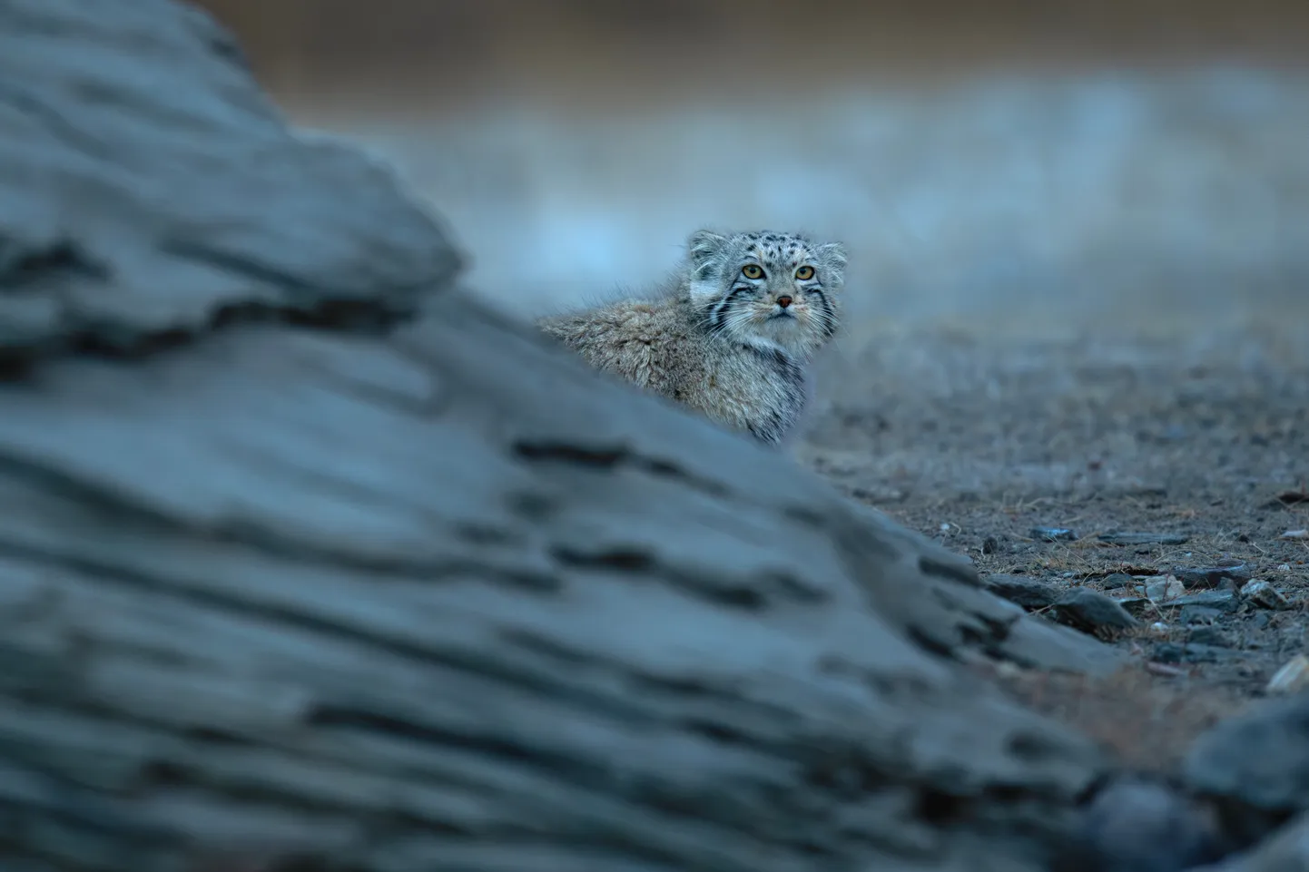 Manul. Pilt on illustreeriv.