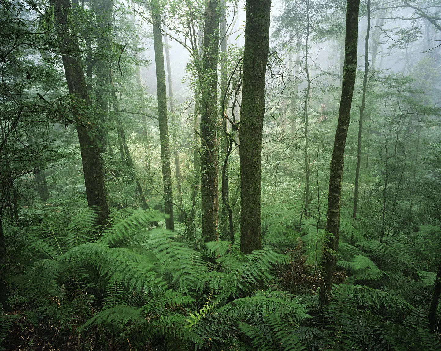 Austraalia vihmamets