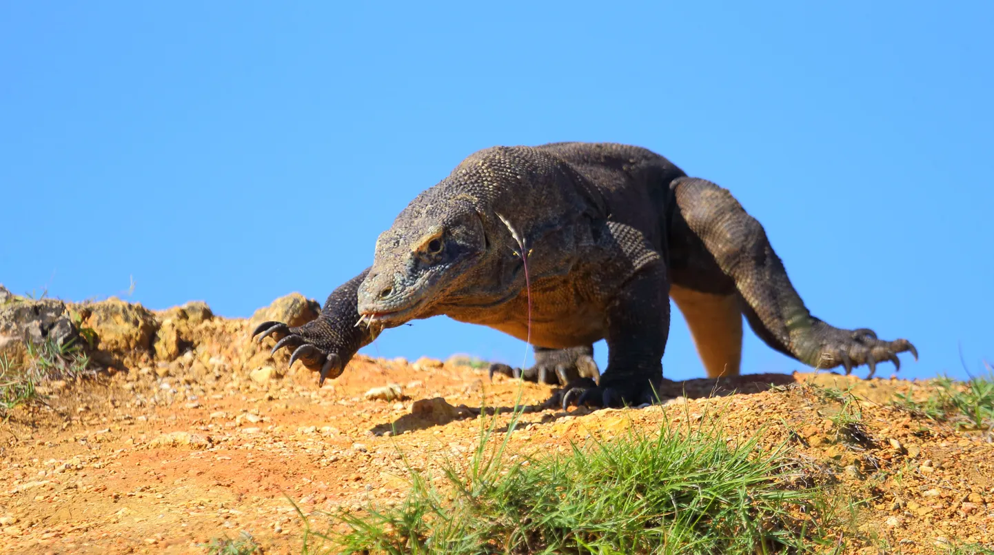 Komodo varaanide hiiglaslikud sugulased valitsesid kunagi Austraalia toiduahelat.