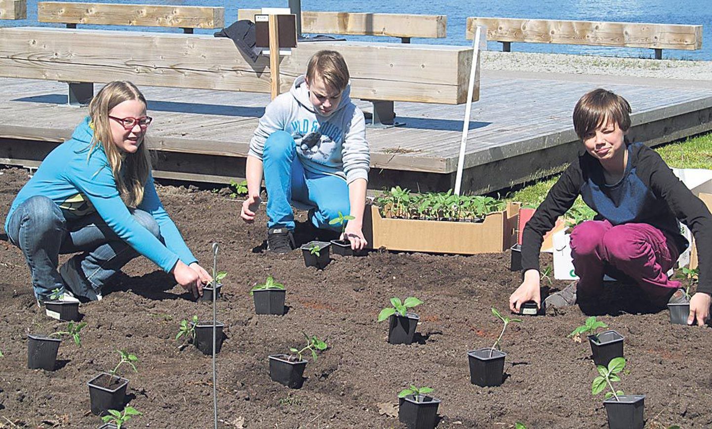 Laste lillepeenrasse istutasid päevalilli Pärnu vabakooli 5. klassi õpilased.
