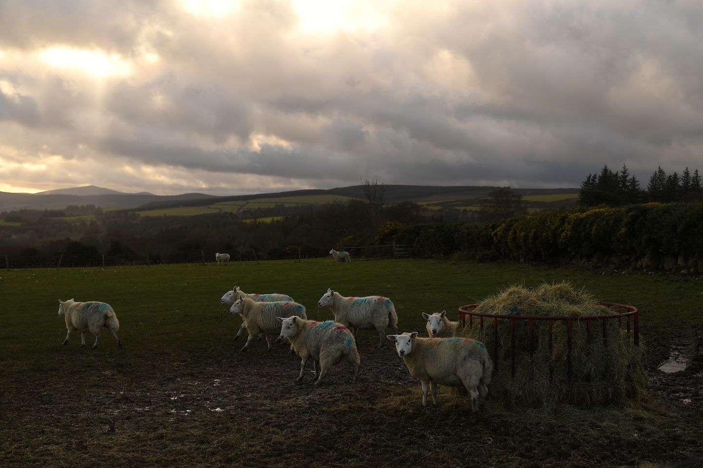 Lambad karjamaal Wicklow maakonnas Iirimaal detsembri alguses. Leppeta Brexiti puhul jääks suurimaks kannatajaks riigi põllumajandus.