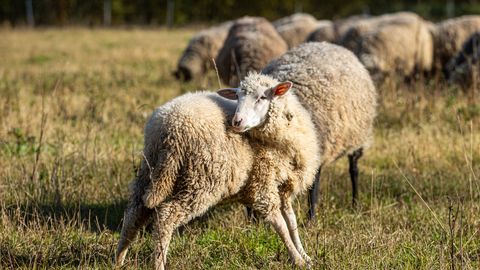 Estonia's Muslim Community Seeks Easier Halal Meat Production Rules
