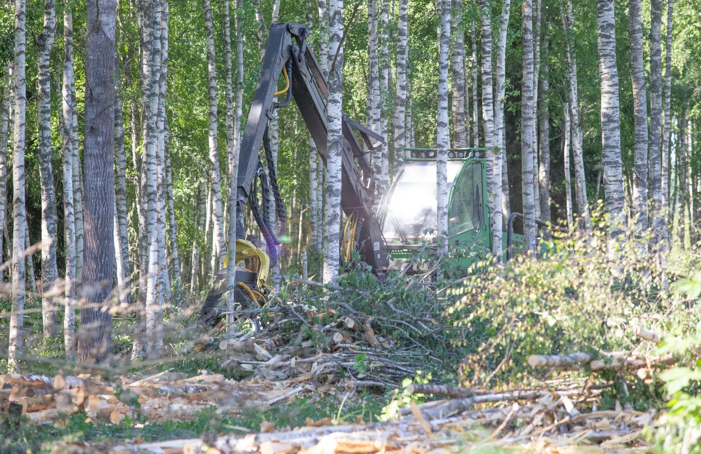Tõrvandi lähistel metsas käis eile ennelõunal täiesti seaduslik metsaraie, sest raierahu kehtib vaid riigimetsas.
