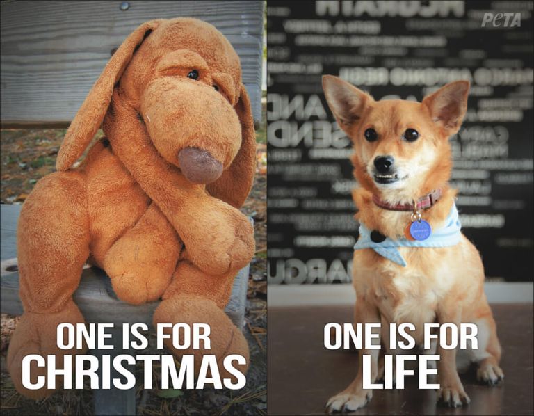 Социальная реклама PETA «Одна на Рождество, вторая на всю жизнь»