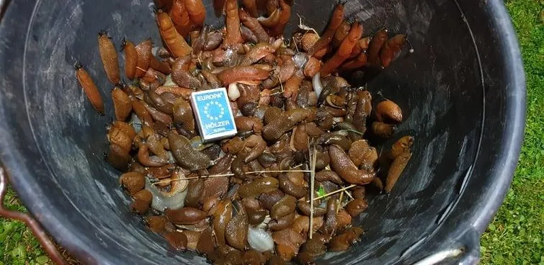 Sellise ämbritäie teegusid korjas meie lugeja ühe õhtuga oma aiast. FOTO: