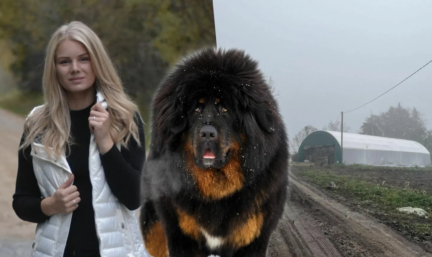 Sandra (pildil) ema sõnul on tütar nüüdseks haiglast koju pääsenud ja taastub tasapisi. Üks naist koduõuel rünnanud kahest koertest oli Tiibeti mastif.