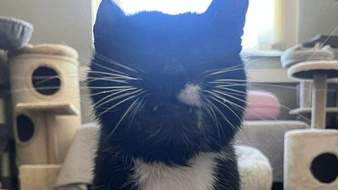 PÄEVAKÄPP ⟩ Surmast pääsenud kiisul on uuele omanikule palju pakkuda