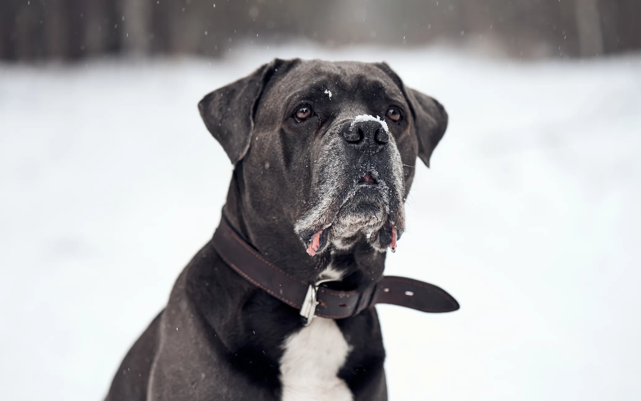 Cane corso. Pilt on illustreeriv.