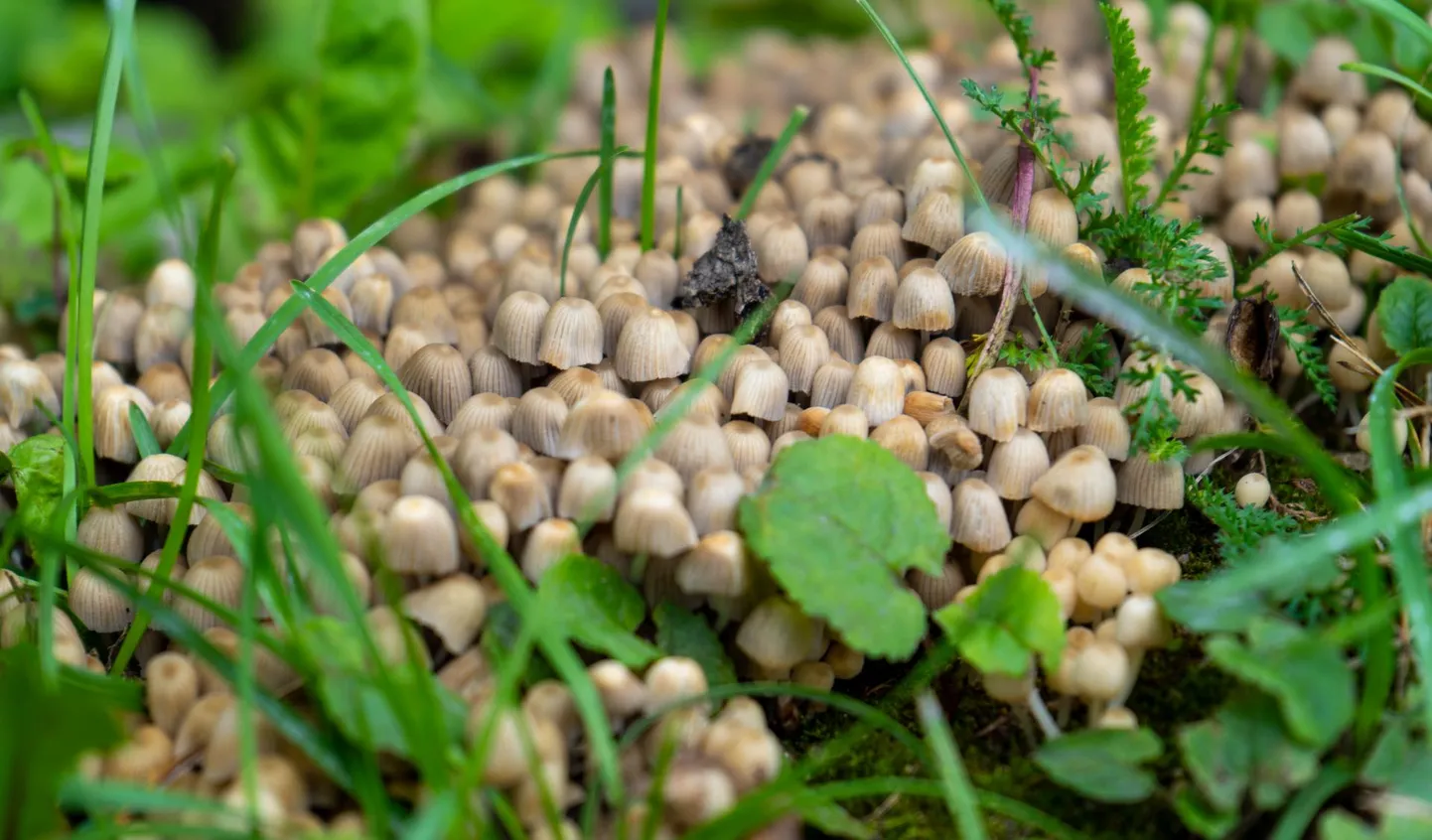 Viljandi sai juulis kohati palju vihma. Need seened, seltsivad tindikud, tundsid end mõnusasti kuu viimasel päeval Jakobsoni tänava ääres.