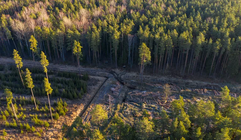 Raiepiirkond Pärnumaal, kus leiti kanakulli pesapaik.