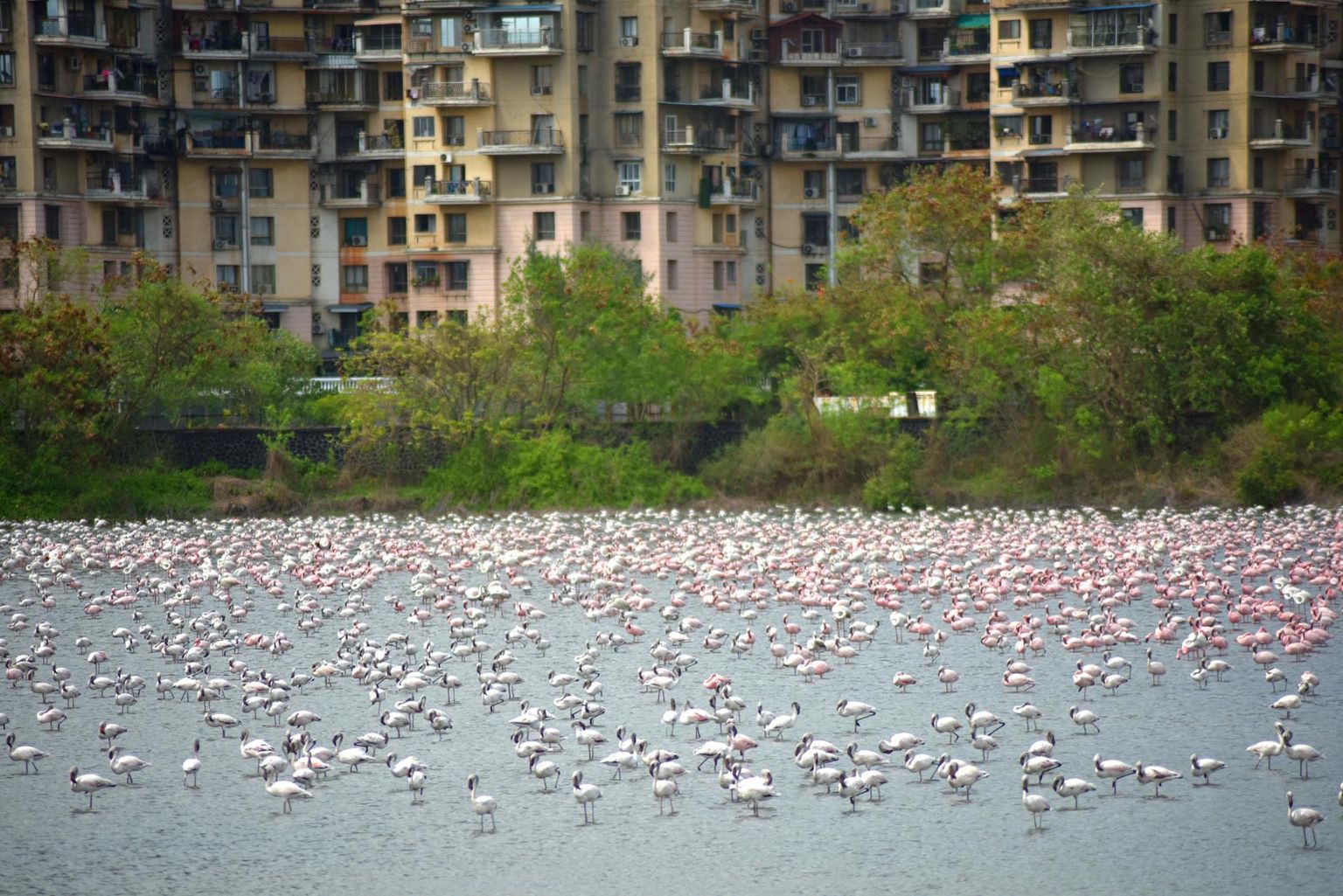 Otse Navi Mumbai kõrgmajade ääres asuvale märgalale on tänavu saabunud enneolematult palju flamingosid.