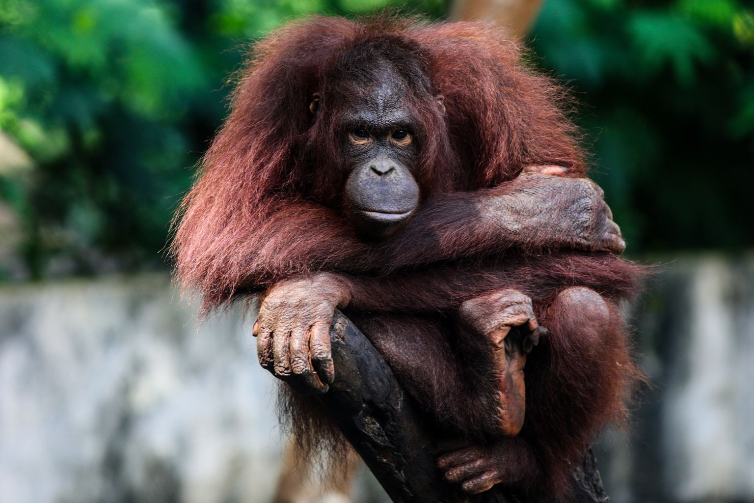 Indoneesias varjupaigas elav orangutang. Temaga seoses ühtegi libauudist ei ilmunud.