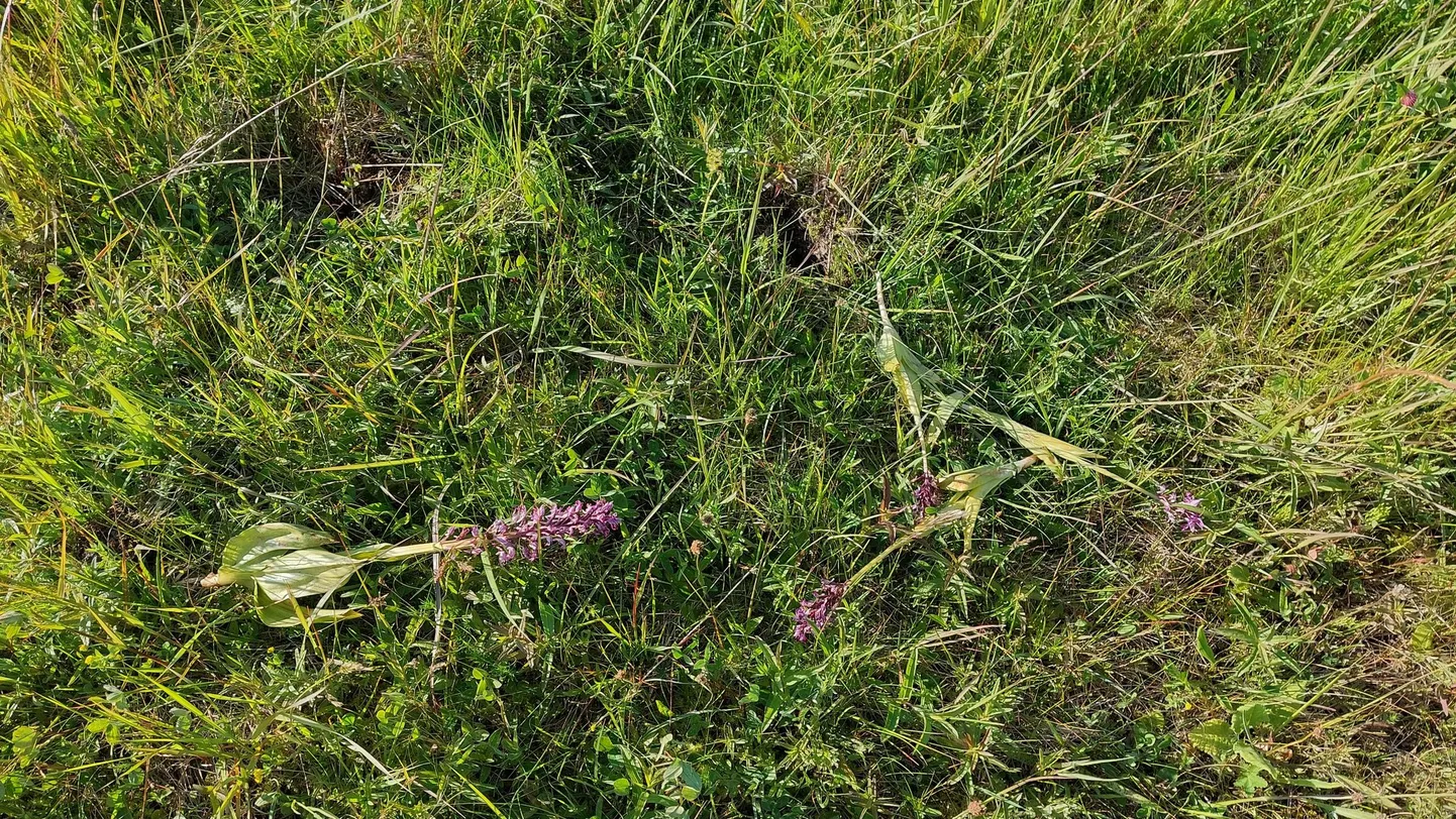 Kes tegi? Sõrves käpaliste kasvuala rüüstamise süüdlastena nähakse inimest, metssiga või ka sookurge.