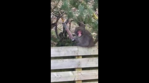 Šotimaal loomaaiast põgenenud makaak jäi lindile naaberhoovis linnutoitu nosimas