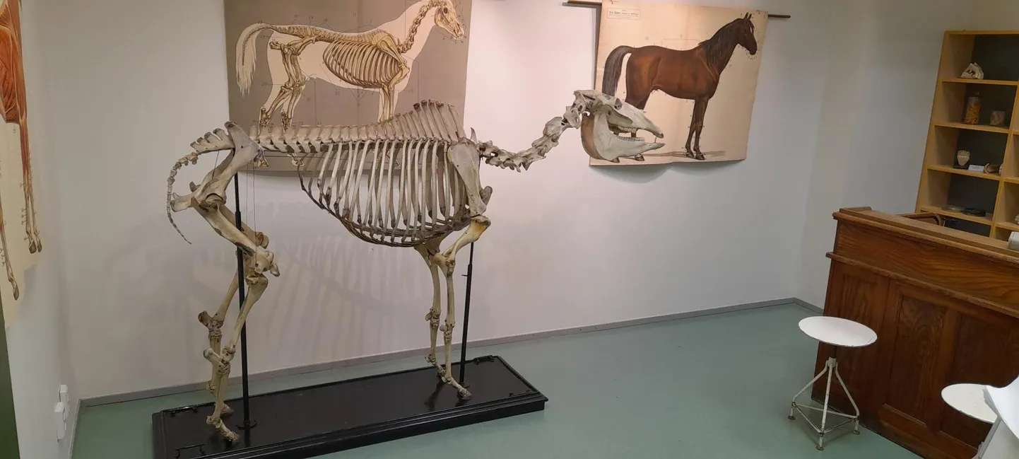Hobuse skelett näitusel.