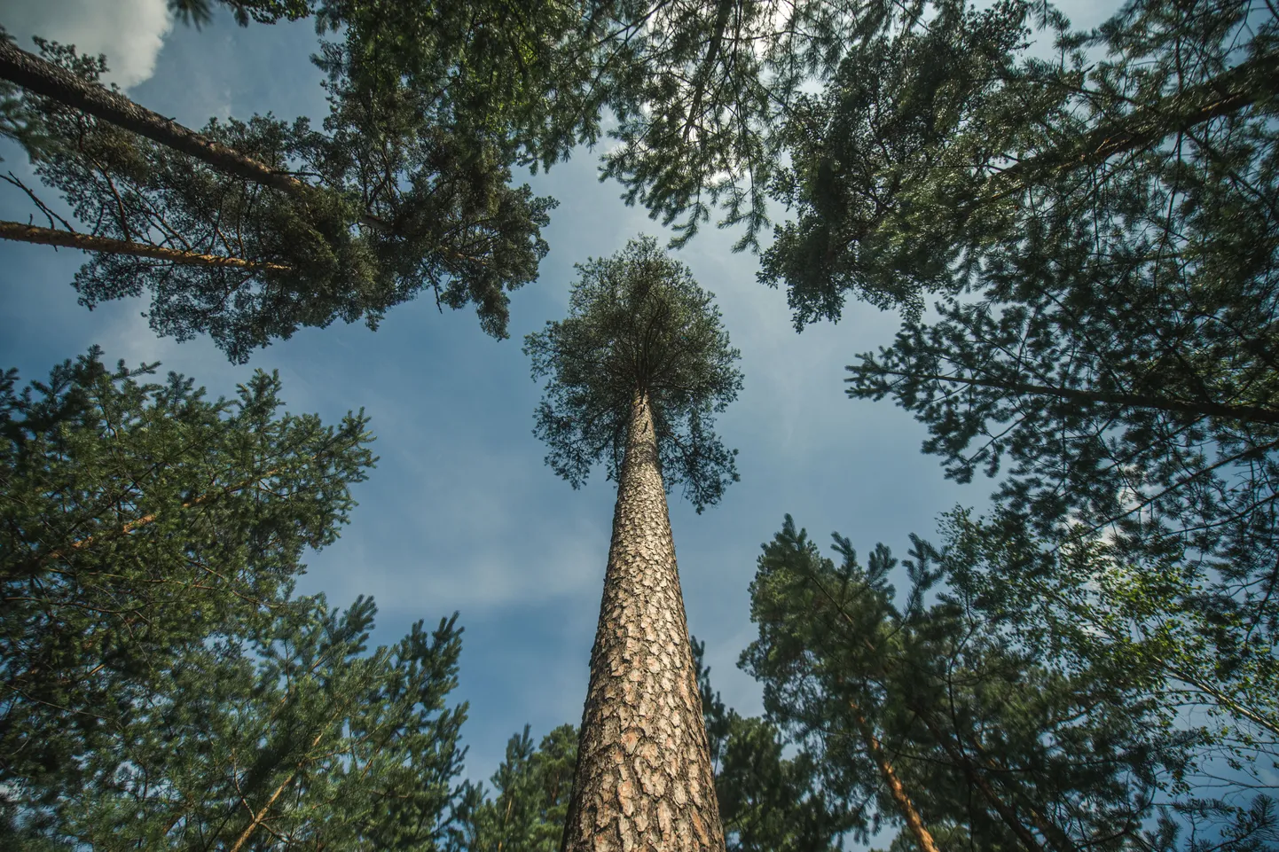 Raksta foto