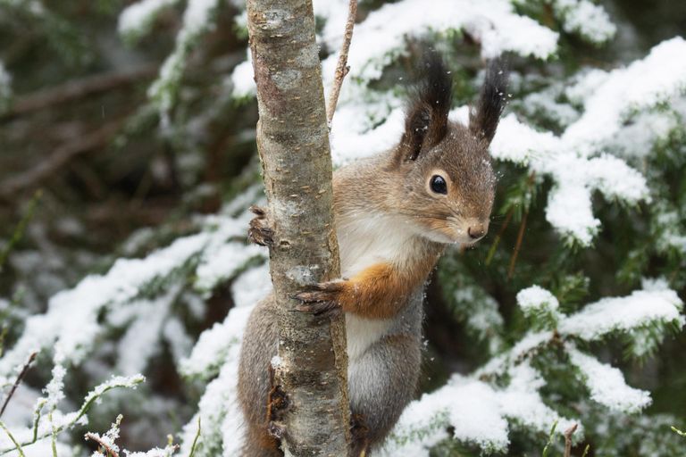 Enim jälgi on metsa jäljeraamatusse seni jätnud orav.