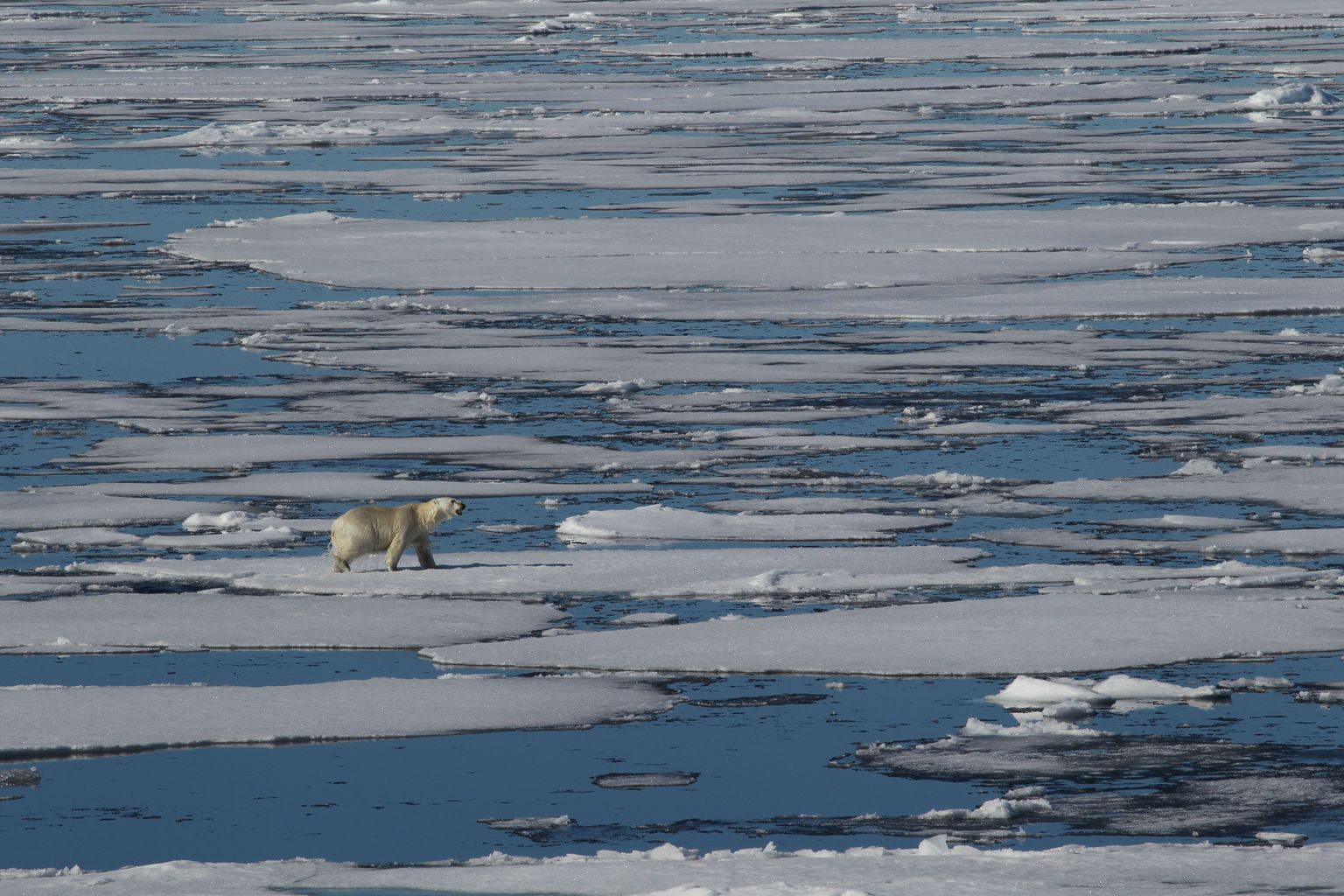 Teadlased prognoosivad mitmetele Arktika piirkondadele selleks talveks erakordselt soojasid sulailmu, mis võib niigi keskkonnas kaost põhjustavaid kliimamuutusi veelgi võimendada.