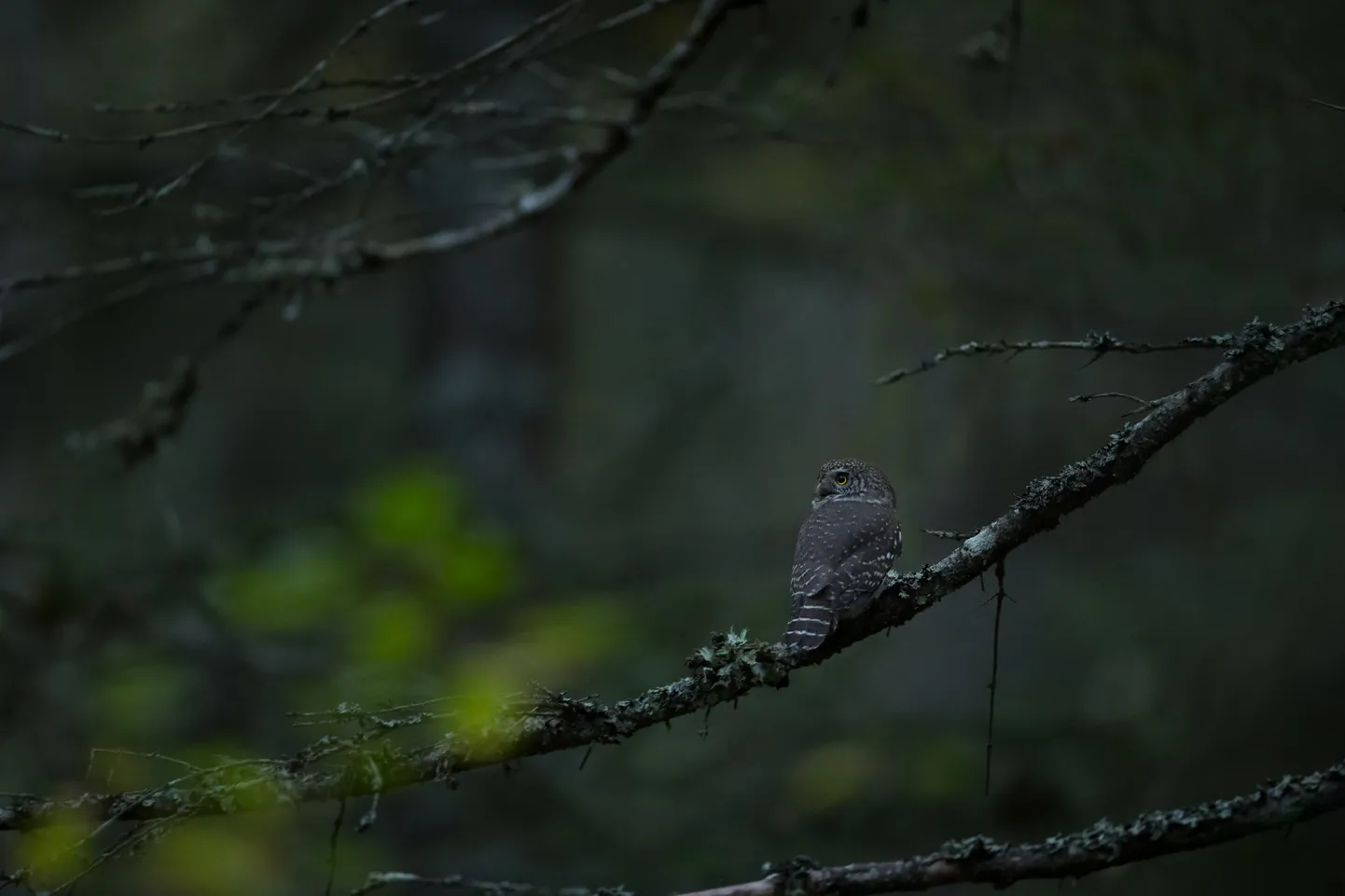 Aare Udrase foto hämarikus rändavast värbkakust.