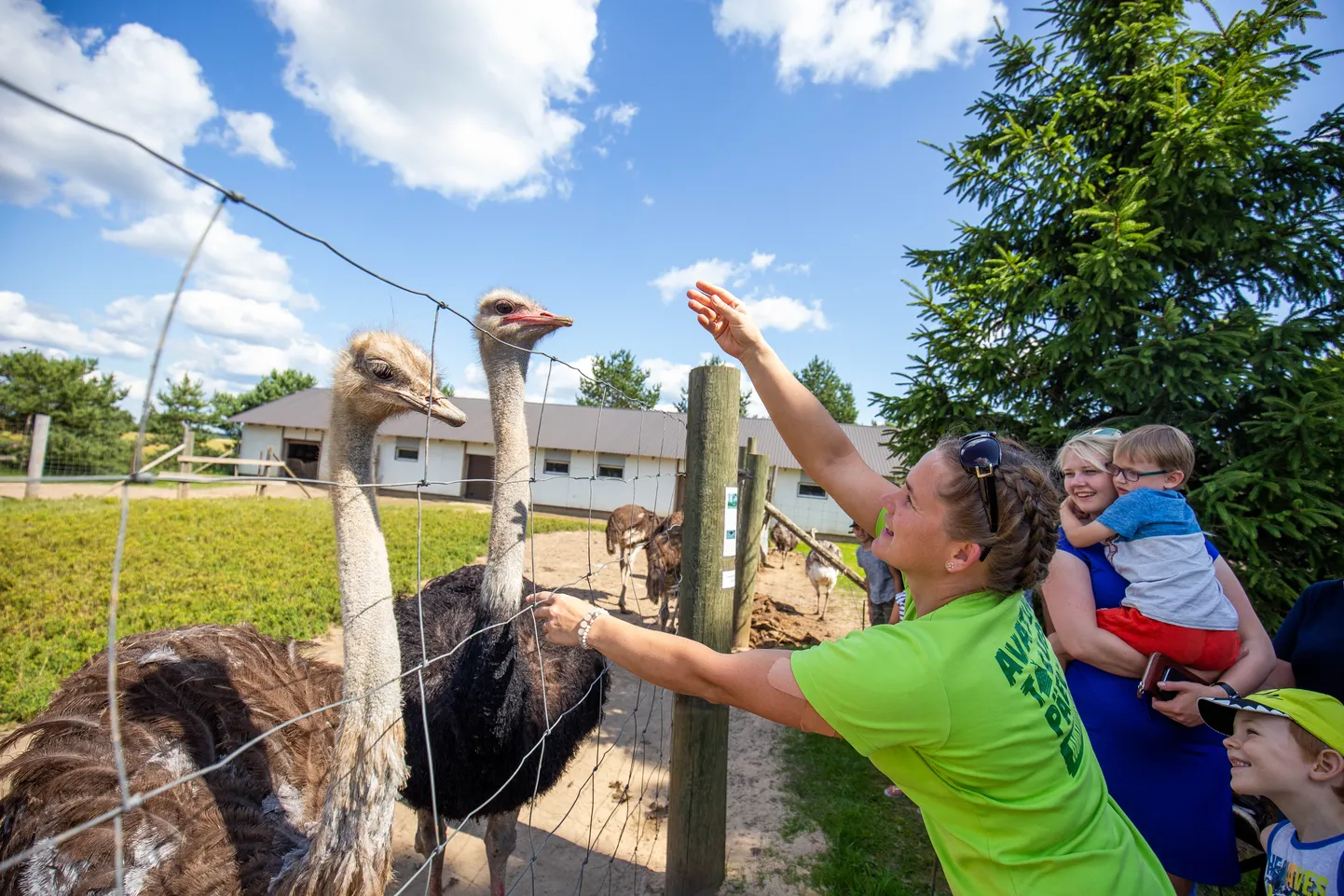 Avatud talude päev 2019: Sassi talu jaanalinnufarm Imaveres