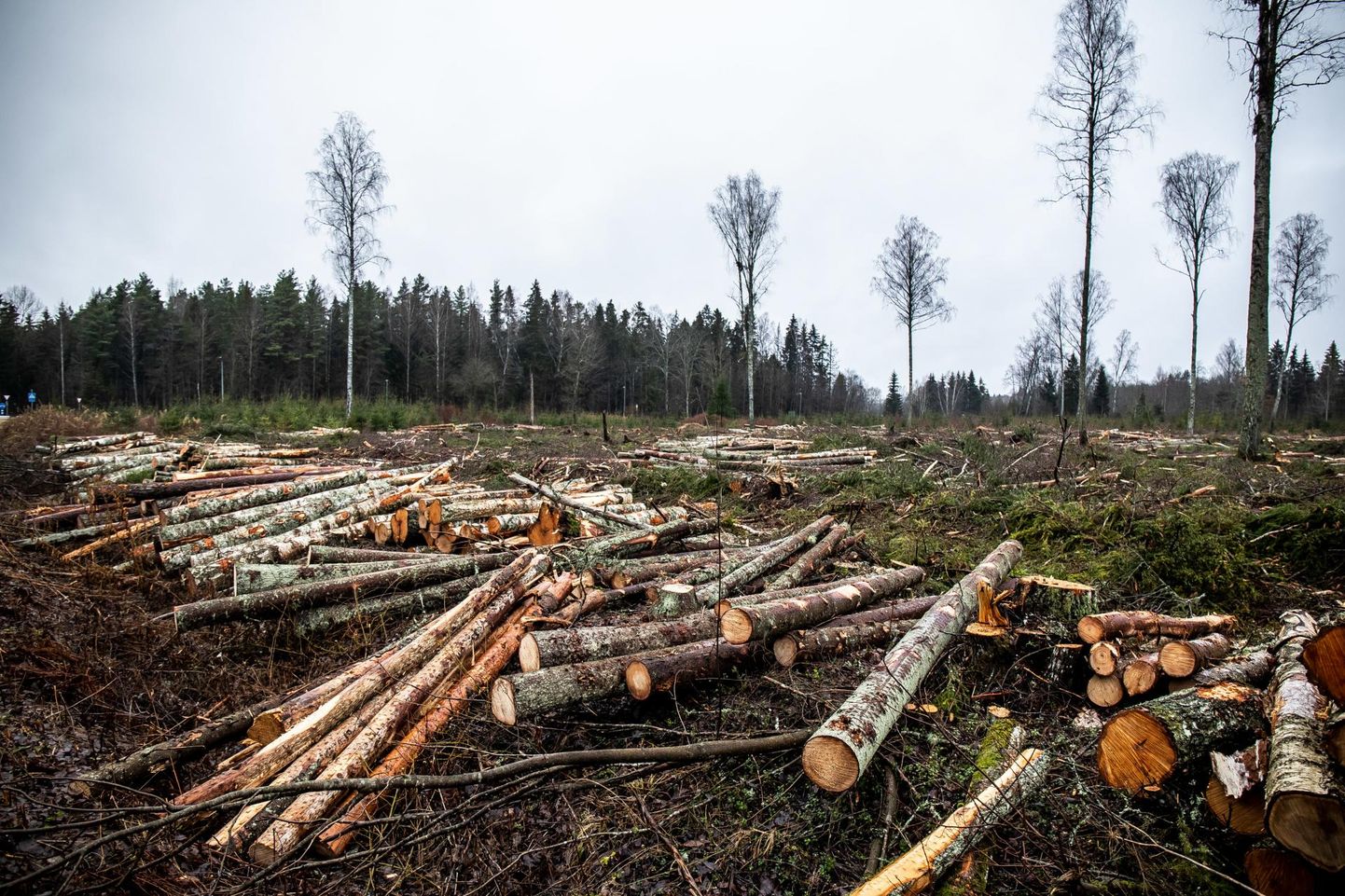 Poleemikat on tekitanud keskkonnaministri Erki Savisaare otsus loobuda selleks aastaks plaanitud RMK uuendusraiete pindala täiendavast vähendamisest ja taastada raiemahud algselt plaanitud tasemele.