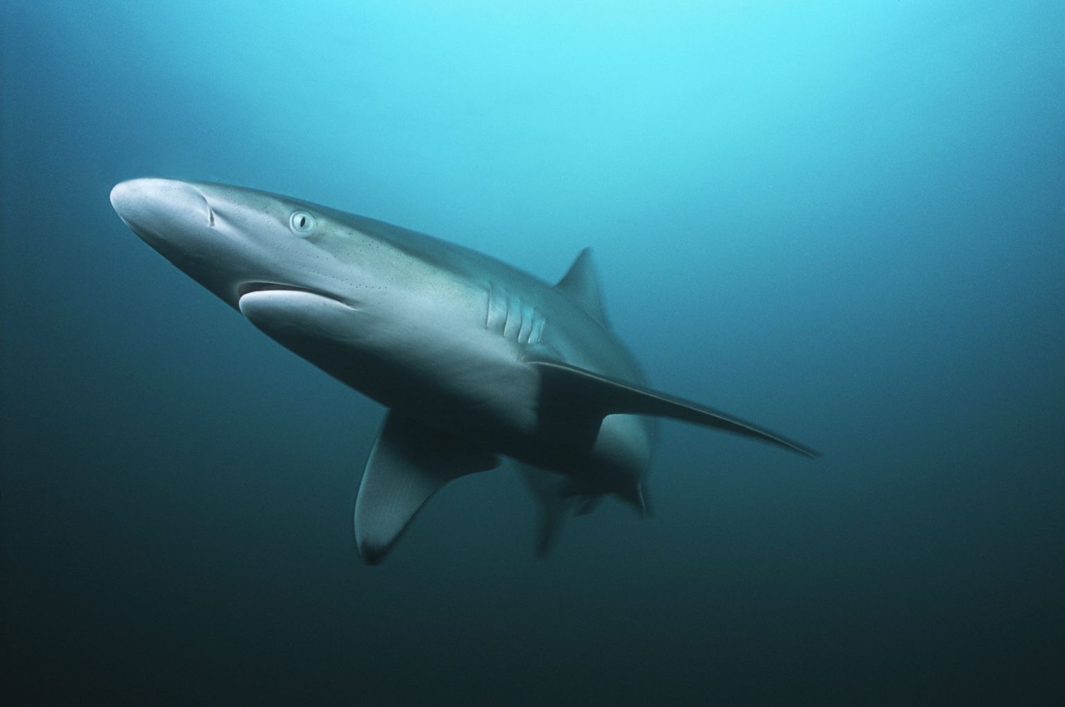 Hai - inimtegevuse senise tempo juures jätkudes üks mitmetest ohu all olevatest ookeaniliikidest.