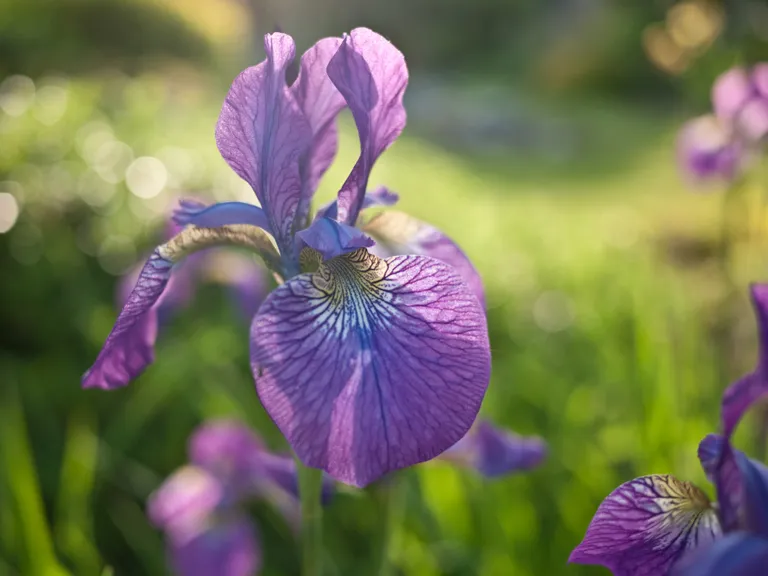 Sibīrijas skalbe (Iris sibirica).