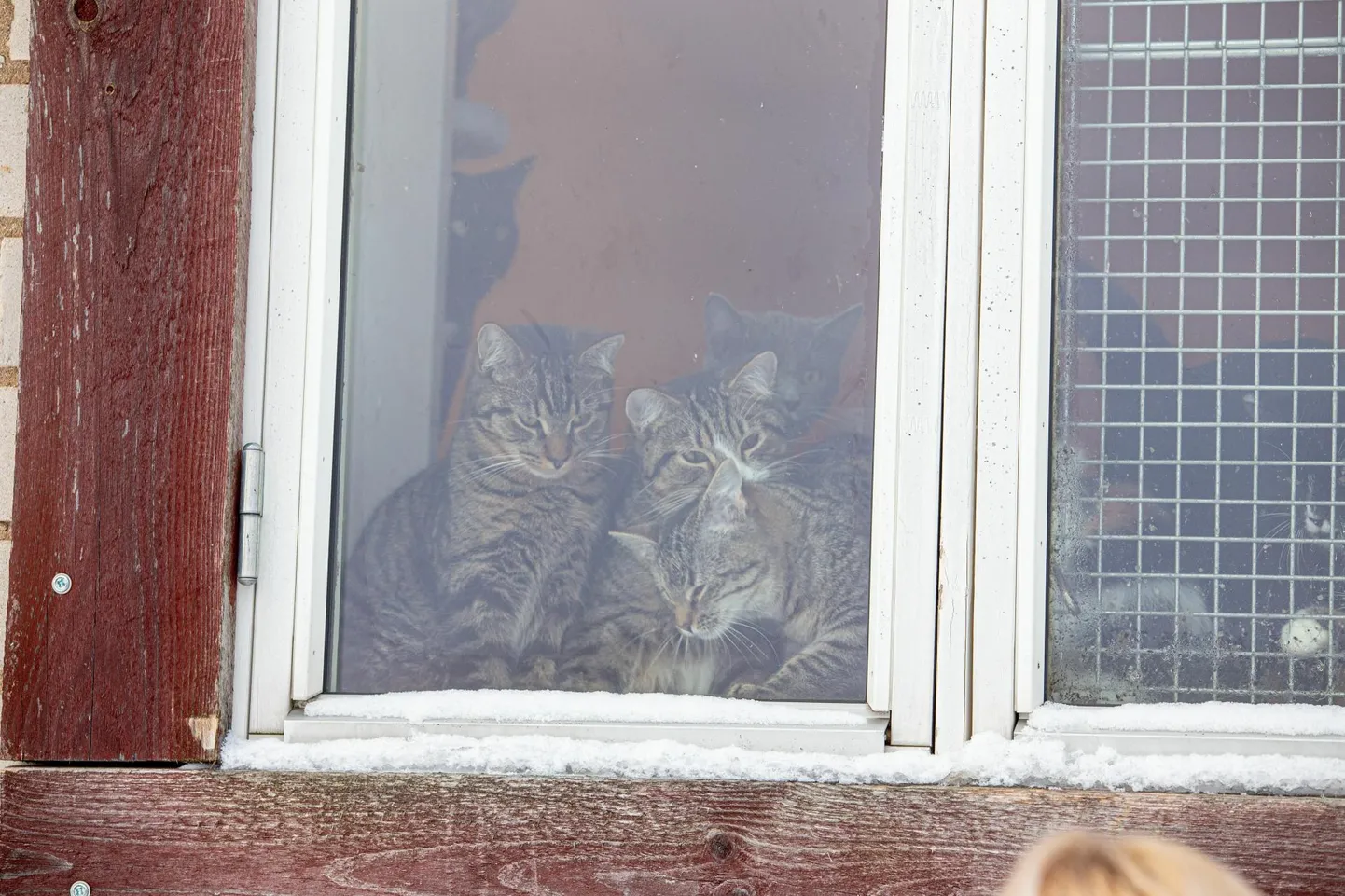 Viljandi loomade varjupaik tegutseb linna külje all Tümal.