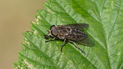 Rare Case: Finnish Man Contracts Lyme Disease From Horsefly Bite