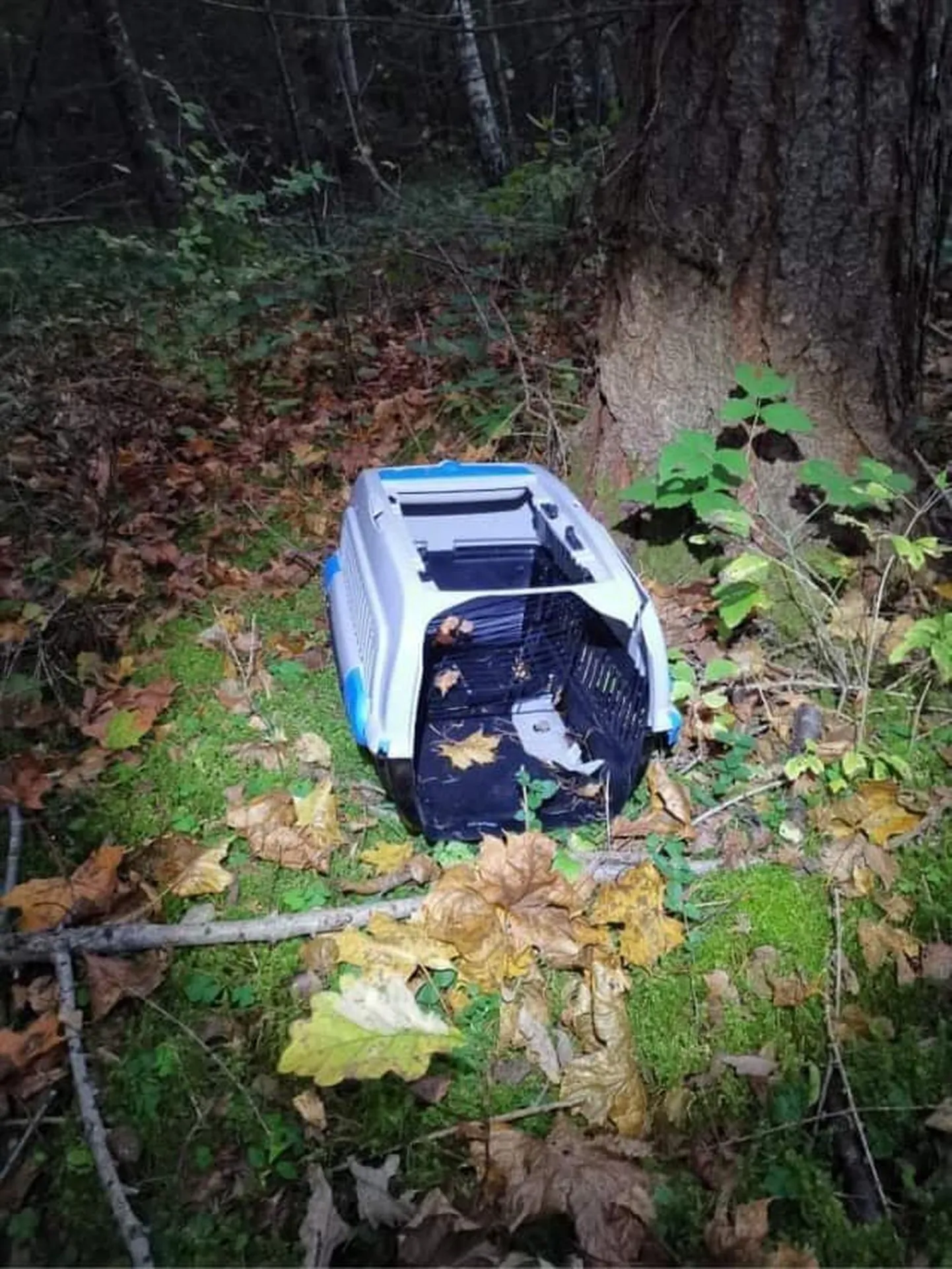 Katkine puur, millega kass metsa alla viidi.