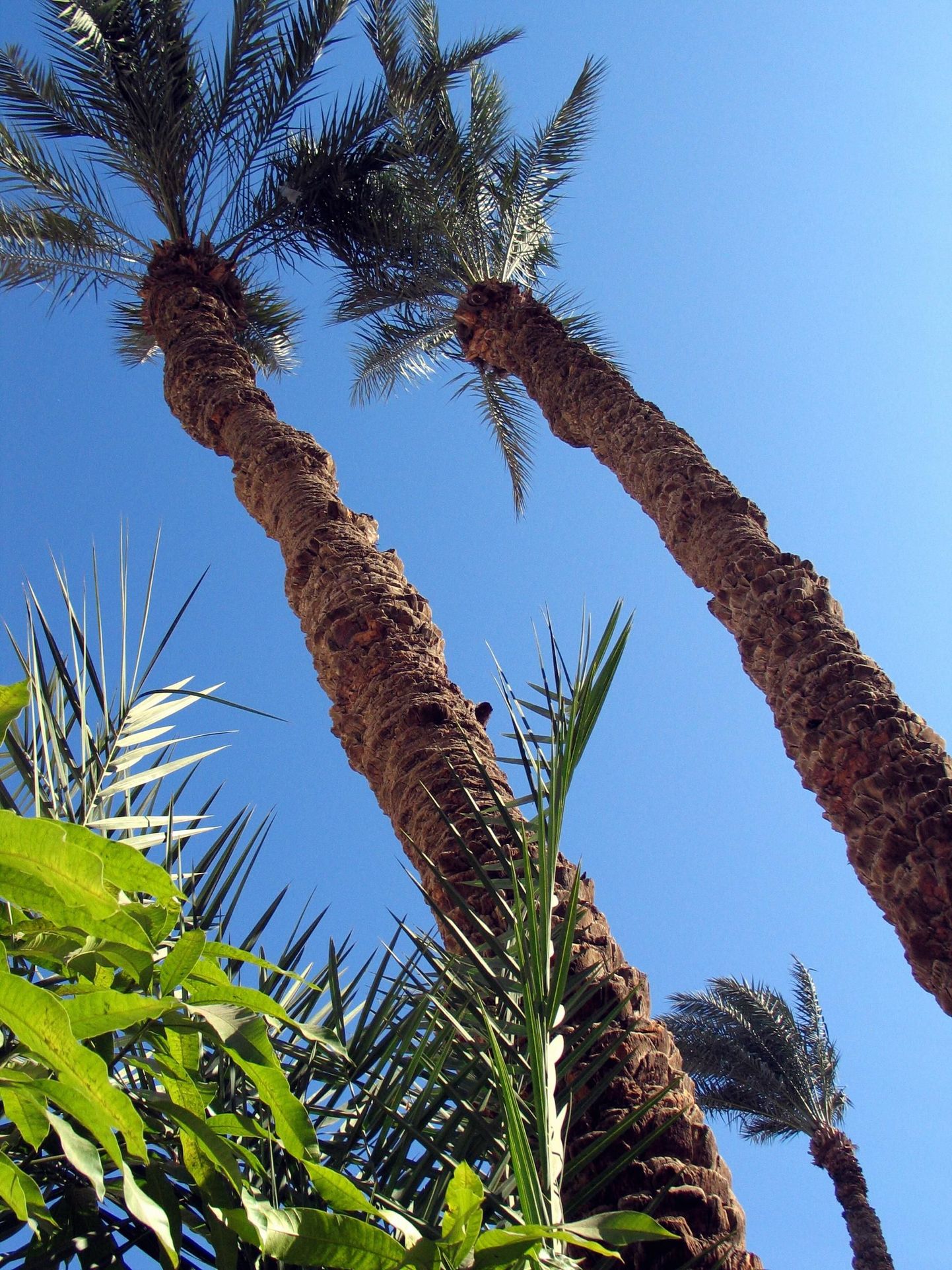 Estoursi kliendid on Kairo palmide alt koju toodud