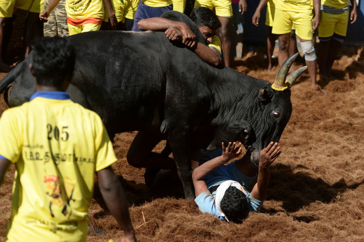 Härjataltsutamisvõistlus India Tamil Nadu osariigis.