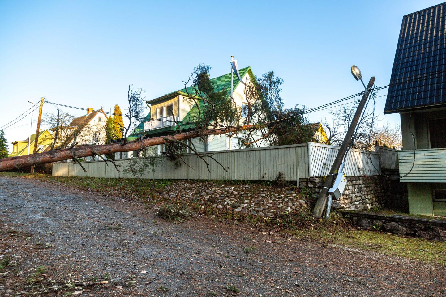 Tänavuses sügistormis alla vandunud puud põhjustasid elektrikatkestusi üle Eesti. Foto on tehtud Otepääl.
