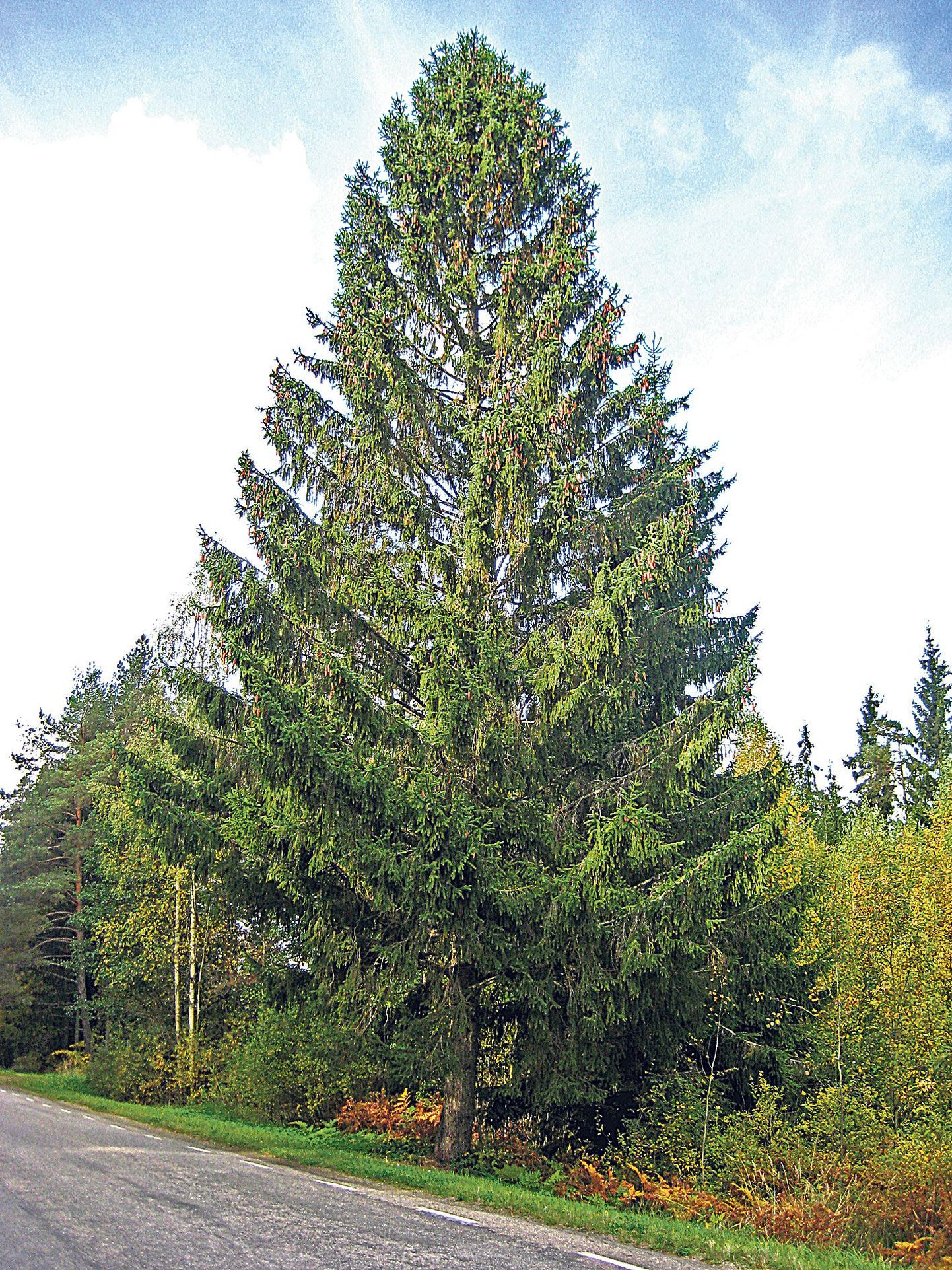 Tänavune jõulupuu asub Tartust 47 kilomeetri kaugusel Räpina maantee ääres Jaanimõisa külas. Käha­ra võra ja käbidega puu on 20 meetrit pikk ning tuuakse raeplatsile 28. novembril.