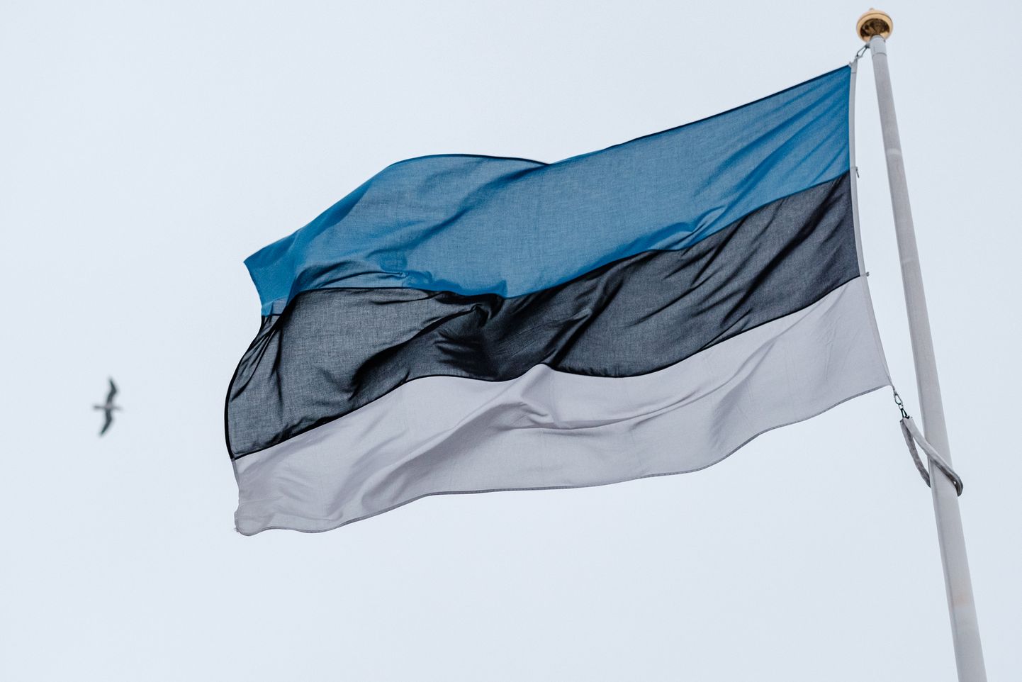 Riigikogu valimiste puhul heisatakse pühapäeval Eesti riigilipp.