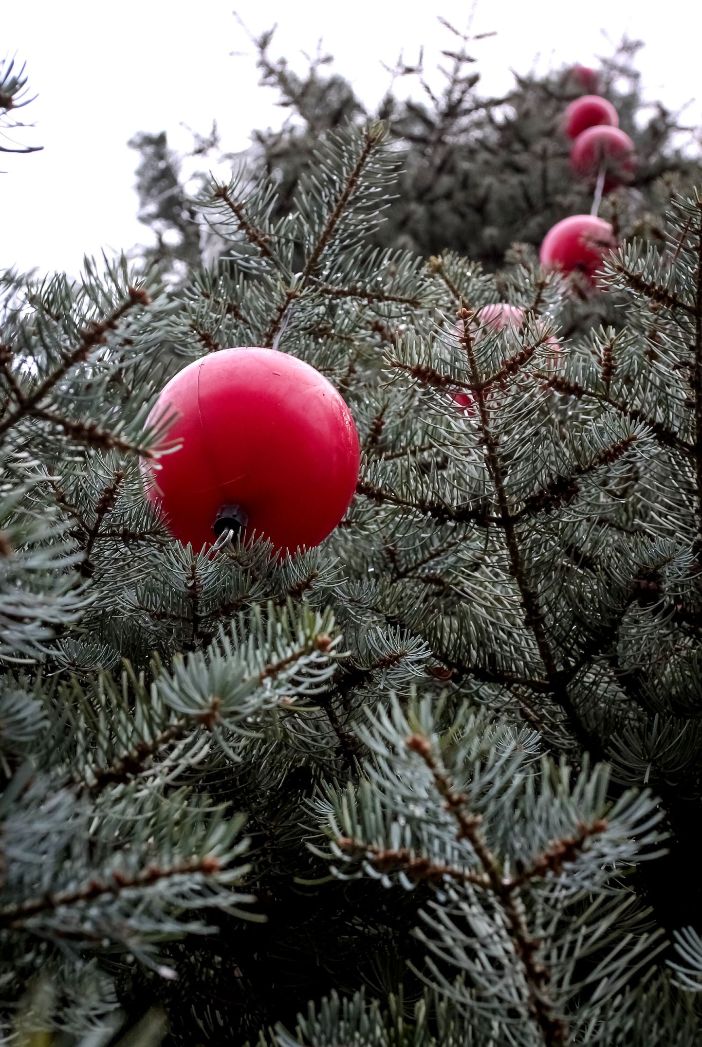 Pärnus asuti linna jõulupuud ehtima.