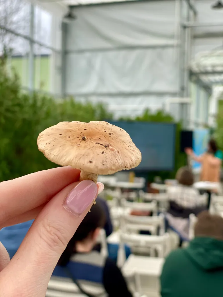 Nenoteikta, iespējams, gļotaiņu (Limacella) ģints sēne.