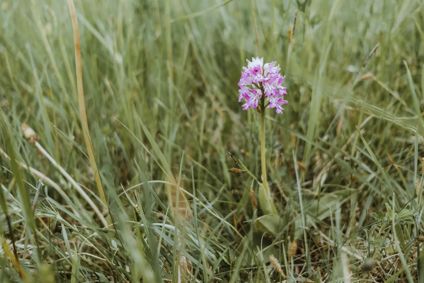 Loodusvaatluste maraton kasutab rahvusvahelist vaatlusformaati BioBlitz, mis tähendab, et konkreetses paigas tuvastatakse kindlal ajavahemikul nii palju looma-, taime- ja seeneliike kui võimalik.