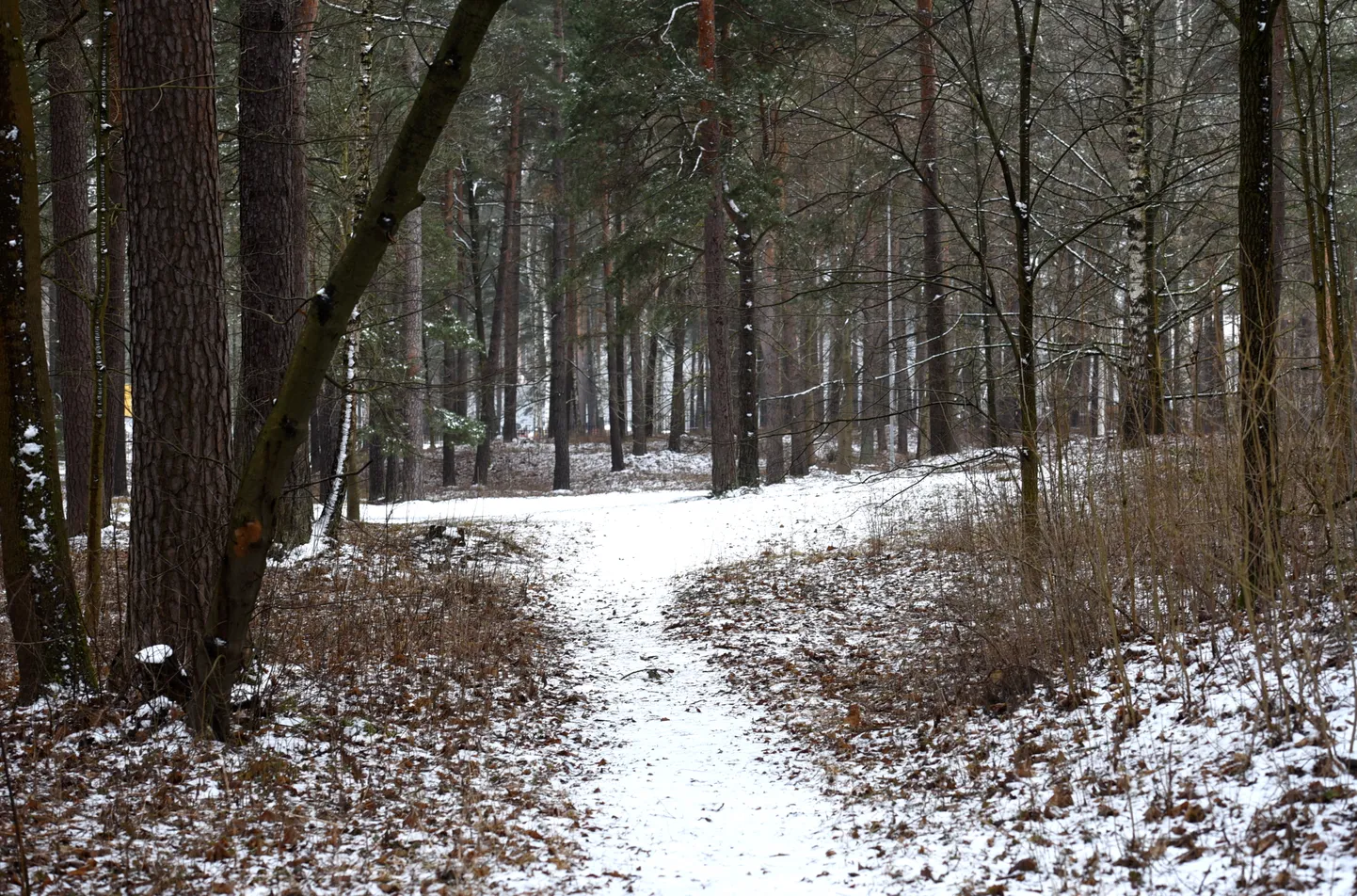 Mežaparks.