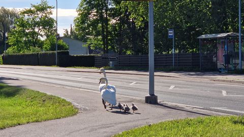 PÄEVAPILT ⟩ Luigepere varahommikune jalutuskäik Nasval