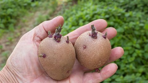 Kasulik nipp! See puuvili pärsib kartulite idanemist