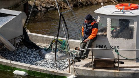 Estonian Coastal Fishermen Brace for Increased Bureaucracy Under New EU Rules