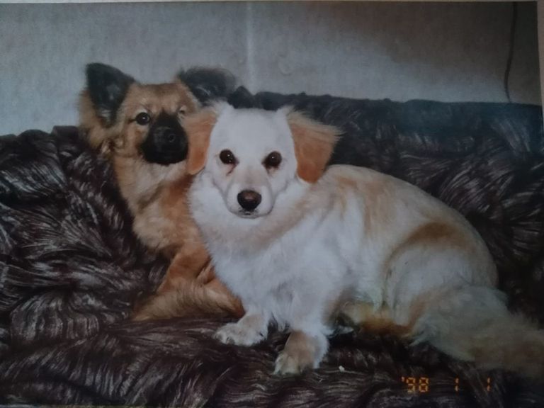 В Сельяметса сразу пропали две собаки - Донна и Долли (на фото). От четвероногих друзей остались только лужи крови. 