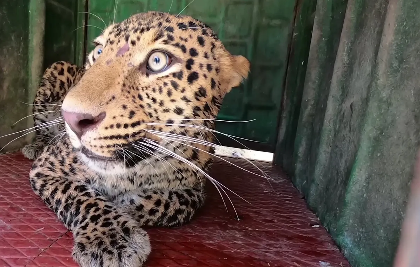Leopard püügipuuris