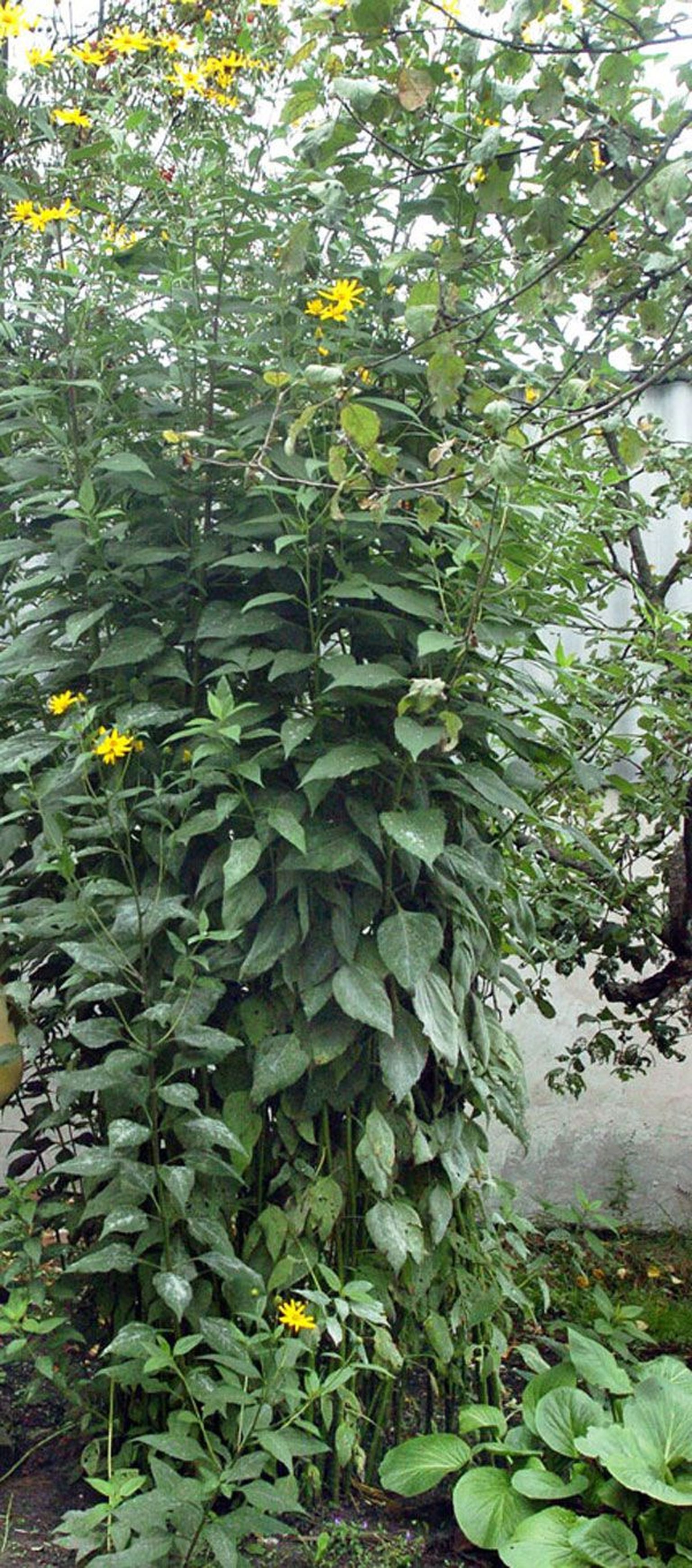 Maapirn kasvab mitme meetri kõrguseks ilusaks lilleks.