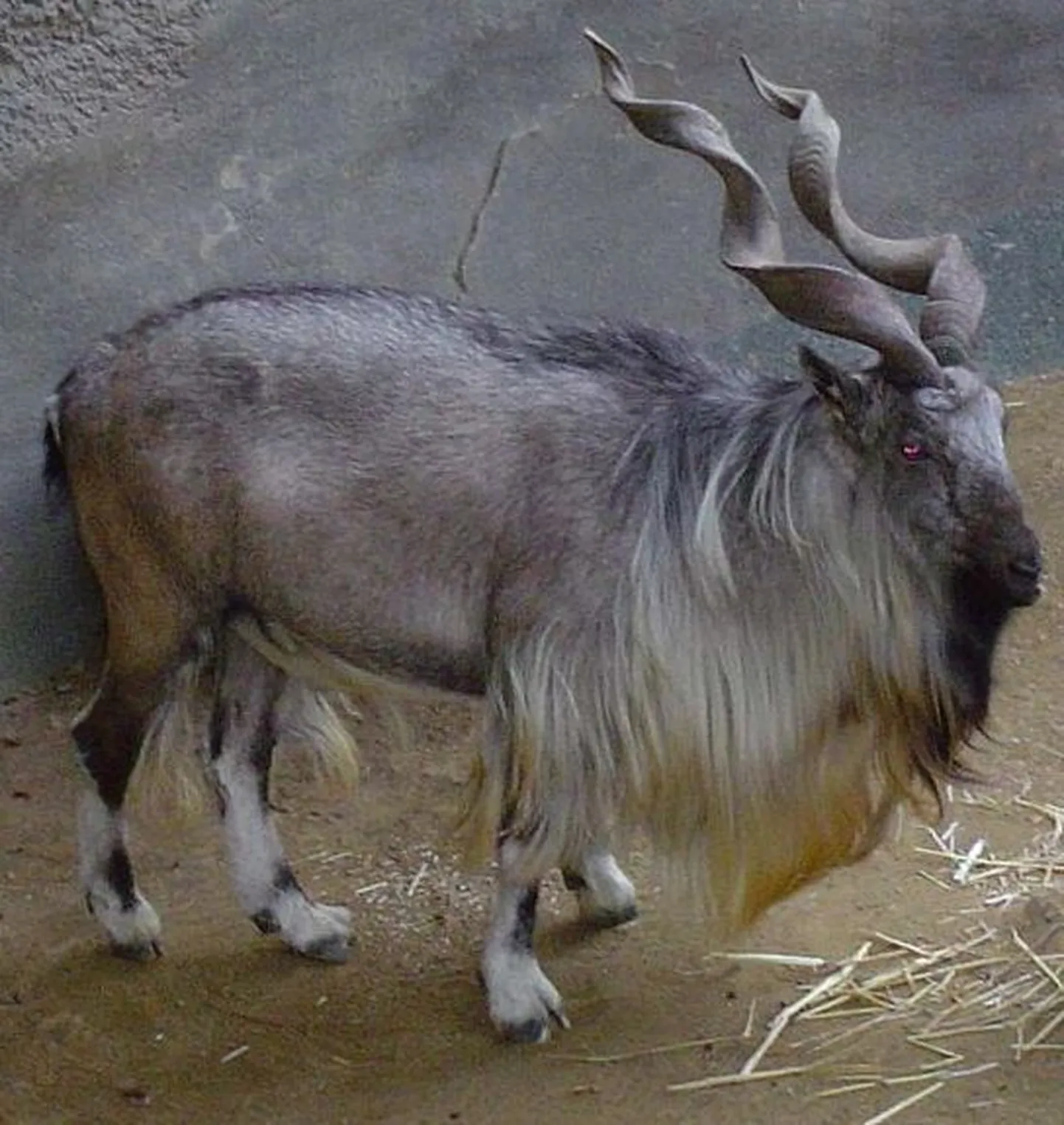 Tadžiki markuur ehk keerdsarvkits (Capra falconeri heptneri)
