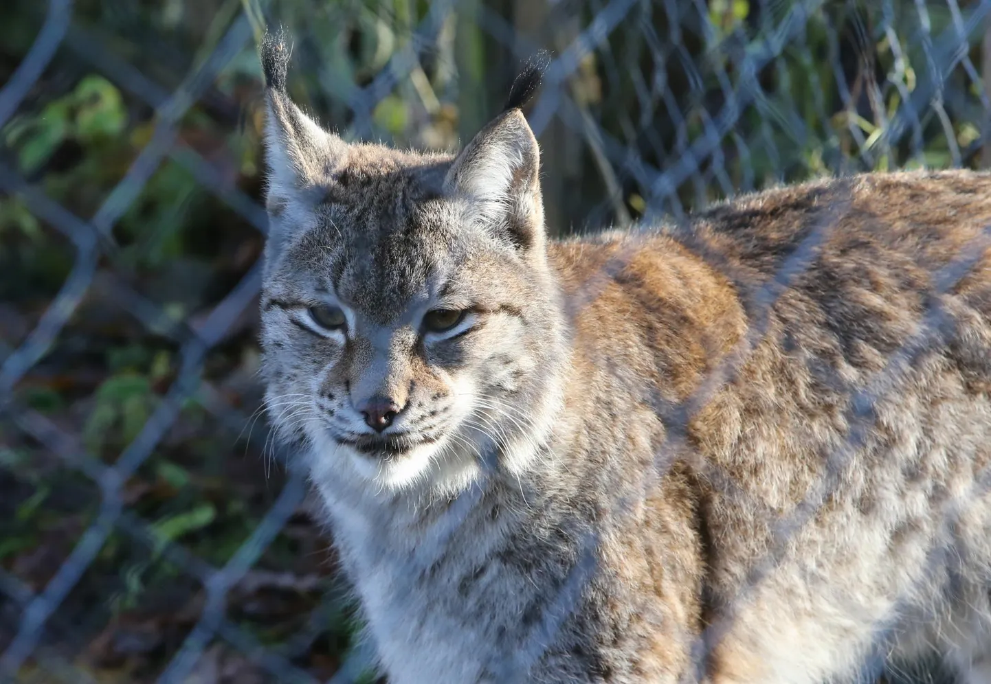 See ilves elab Elistvere looduspargis.