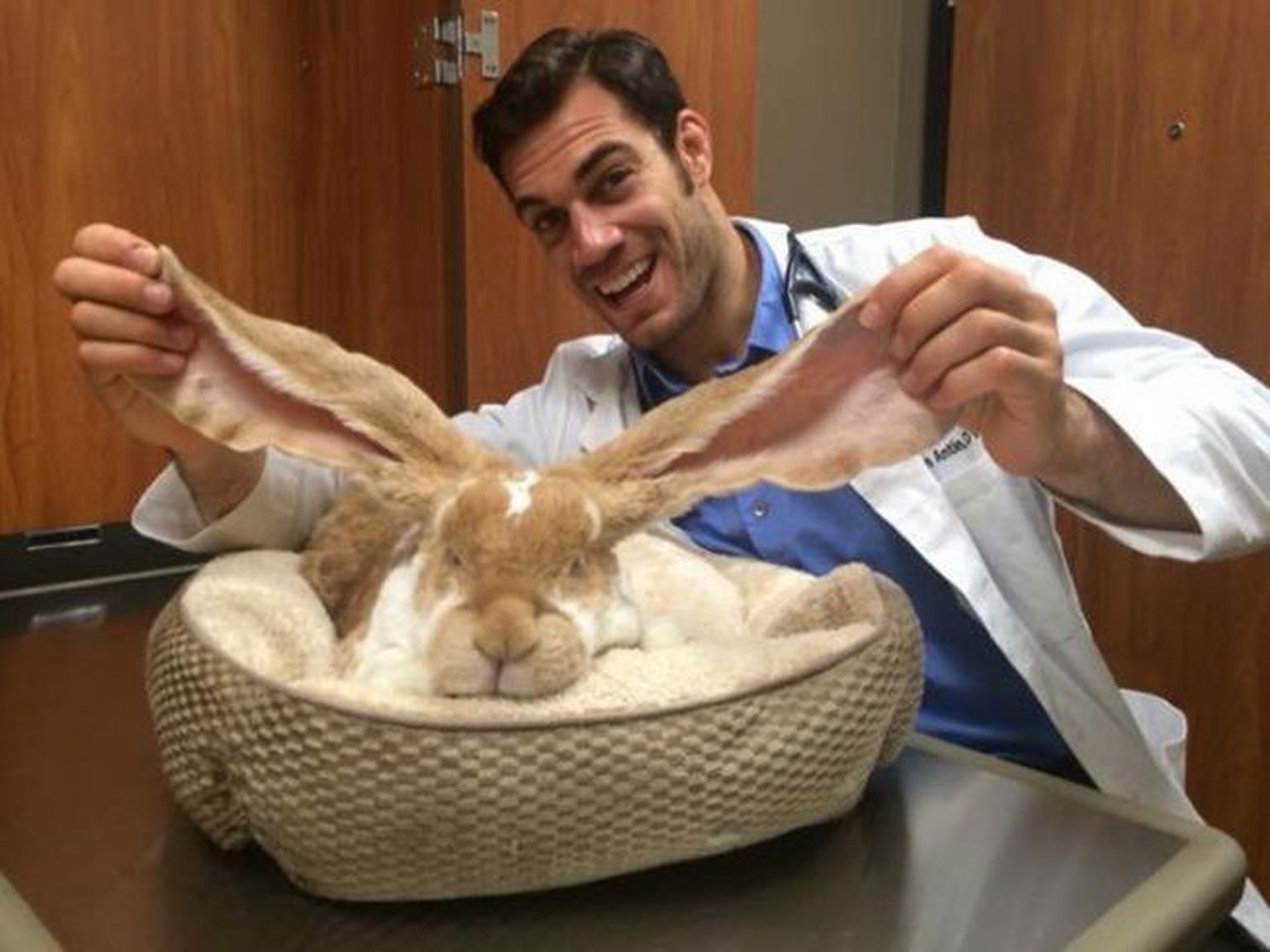 Обезьяна кролик мужчина. Доктор Evan Antin. Мужчина кролик. Мужик с кроликом. Кролик врач.