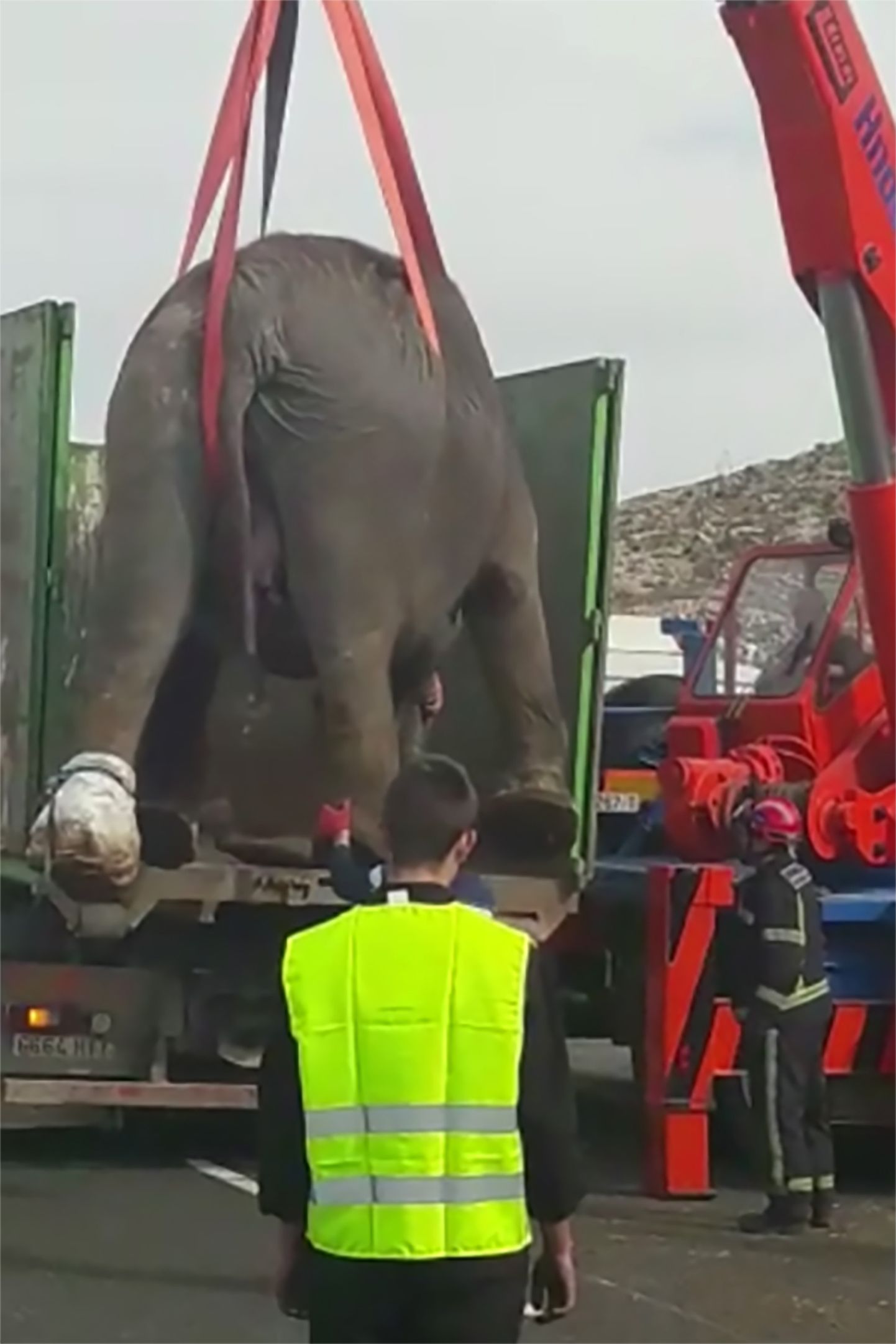 Hispaanias liiklusõnnetuses vigastada saanud elevant